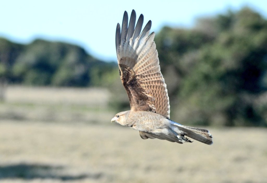 jor_barujito's tweet photo. Chimango
(Milvago chimango)
#chimango
#avifaunauruguay
#avesdeluruguay
#birding
#ebird
#Uruguay https://t.co/57ONX9Hu5a
