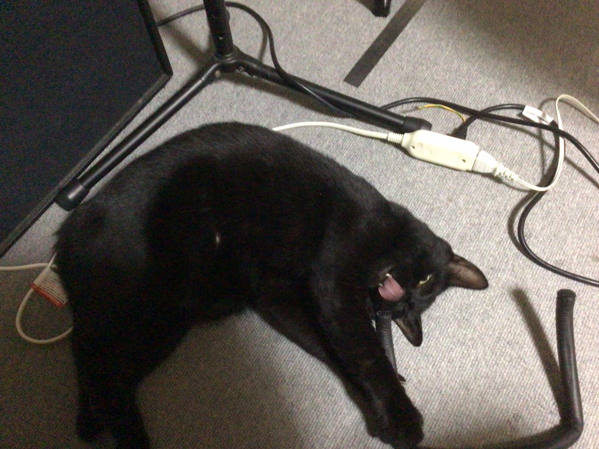 taitai0920's tweet photo. ギタースタンドを壊されたました。
#黒猫
#猫の居る暮らし https://t.co/AjhMnAKU1O