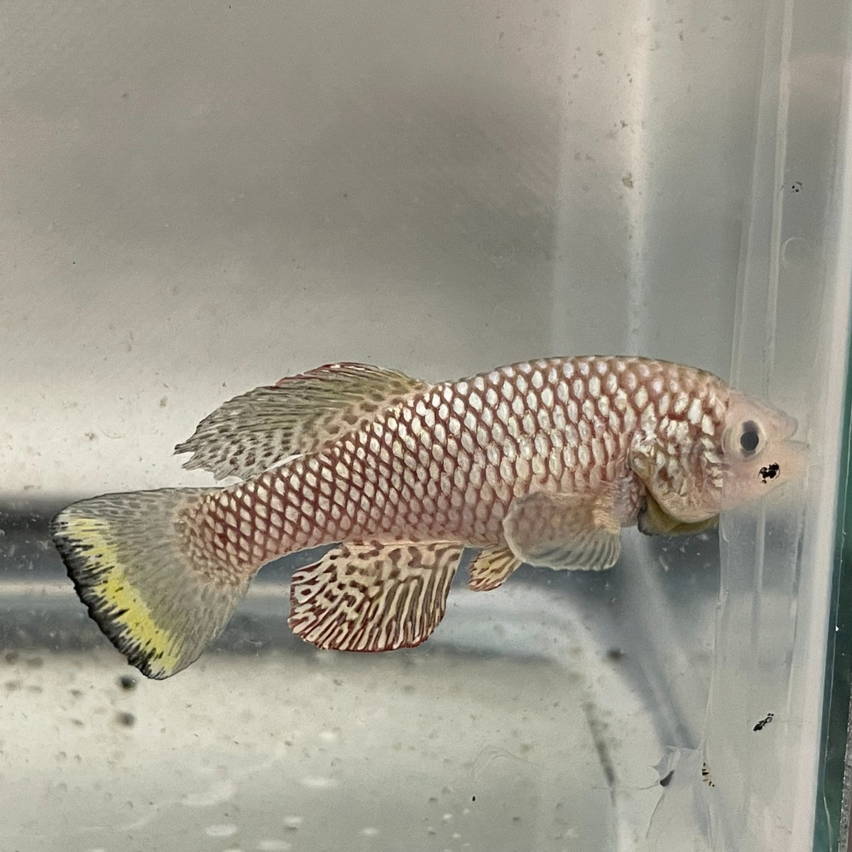 Chi-Kuo Hu tweet media