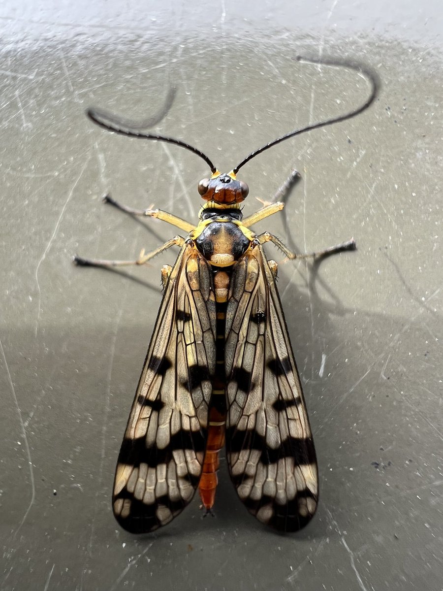 MiniBeastsUK's tweet photo. We are on holiday in Amsterdam and I saw this bug. I need some help to identify it though please. Is it a Scorpionfly? https://t.co/dBwtdvlMOp