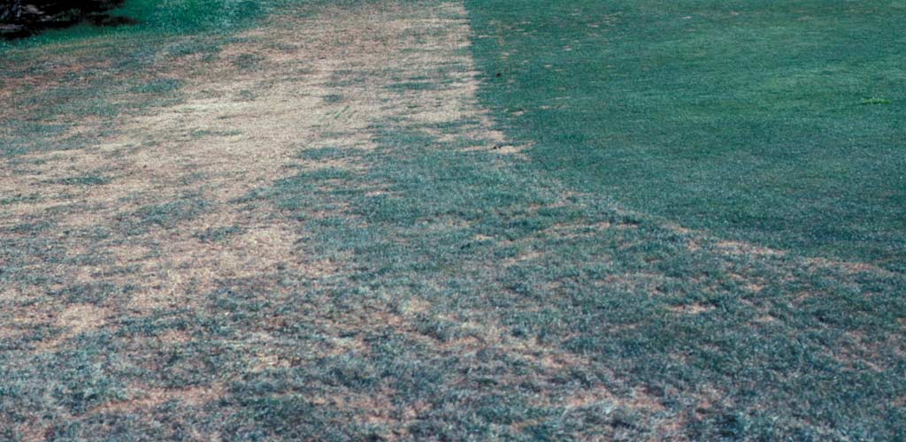 SyngentaTurf's tweet image. With fall just around the corner, stay in-the-know with expert management advice on controlling #GrayLeafSpot.

Get tips for cultural practices, treatment options and identification: ow.ly/z9pI50KpflR