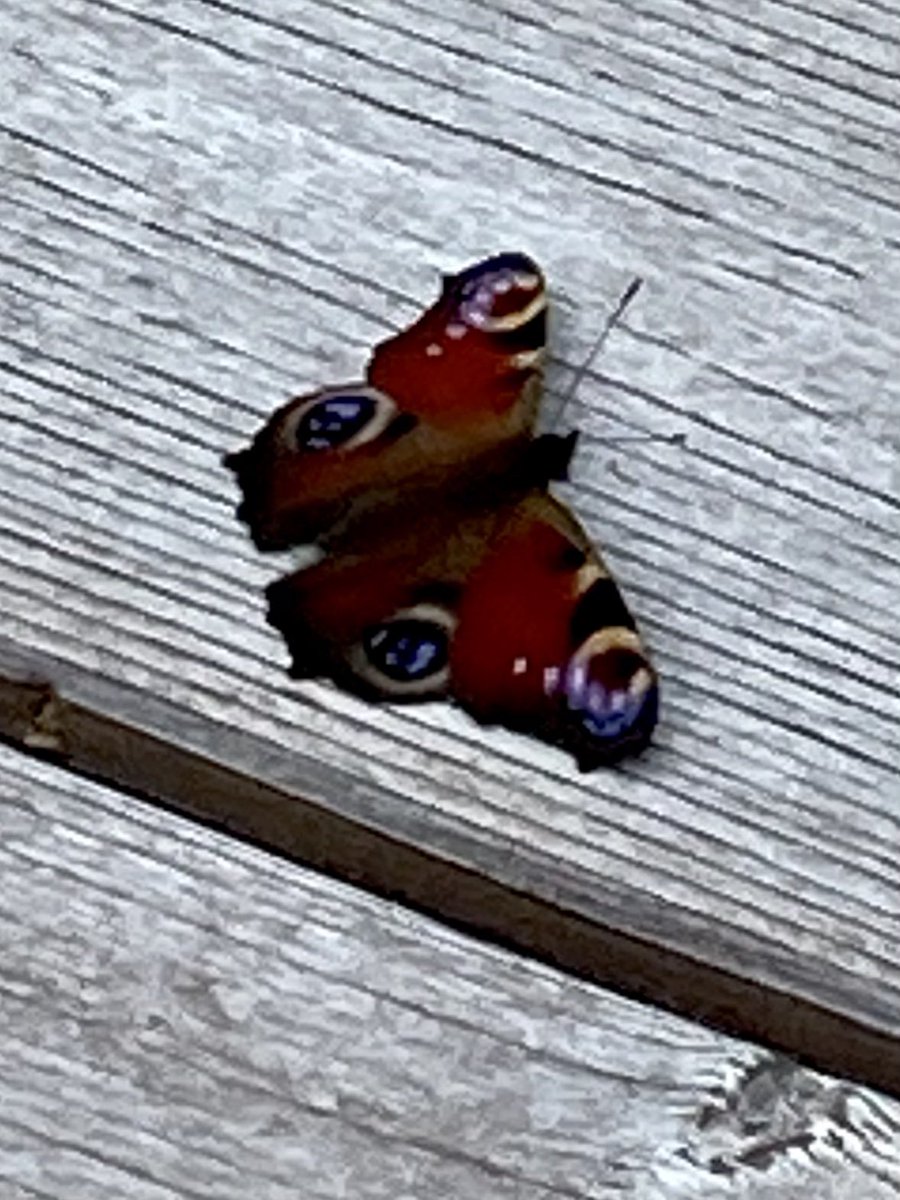 Natural decking from <a href="/bswtimber/">BSW Timber</a> @IROtimber