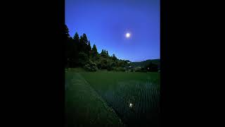 ambiencesound_'s tweet photo. 【夜の田んぼ】30分の動画を明日8/26(金)18:00より公開致します。静かな夜に響く虫の音や��エルに癒やされます🐸
【Rice field at night】the new content published on YouTube.
URL
https://t.co/tyvyN2ilFT
#夜の田んぼ
#虫の音
#insects
#ricefield
#ambiencesound
#環境音チャンネル
#チル https://t.co/OMvOX4JLjl