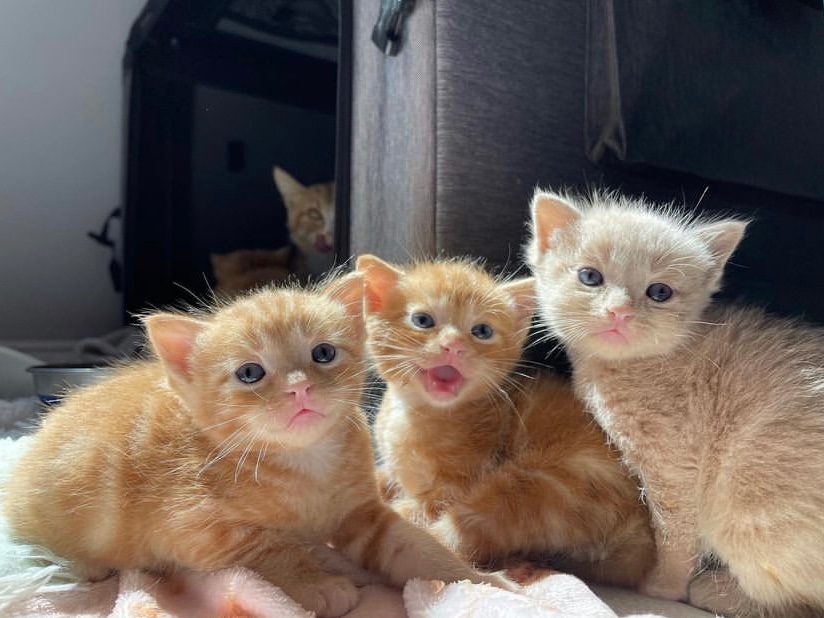 catspride's tweet photo. You've got to be kitten me!

We've always been pawsitively obsessed with the litters that @kittenxlady fosters, and these are some of our favorite kittens from this year. Which litter was your favorite?

📸 @orphankittenclub

#MightyCat #orphankittenclub #kittenlady #catlover https://t.co/RRjdWk1x8L