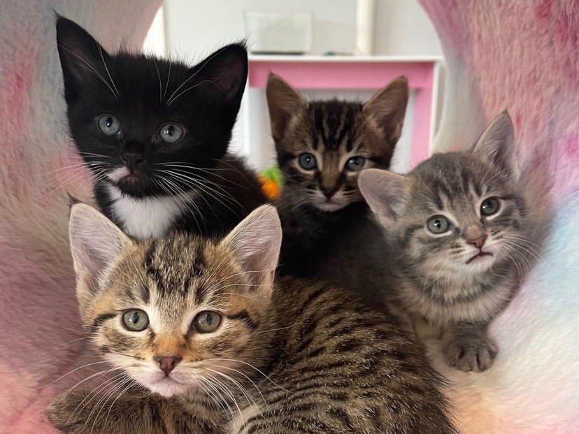 catspride's tweet photo. You've got to be kitten me!

We've always been pawsitively obsessed with the litters that @kittenxlady fosters, and these are some of our favorite kittens from this year. Which litter was your favorite?

📸 @orphankittenclub

#MightyCat #orphankittenclub #kittenlady #catlover https://t.co/RRjdWk1x8L