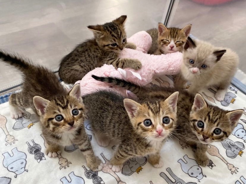 catspride's tweet photo. You've got to be kitten me!

We've always been pawsitively obsessed with the litters that @kittenxlady fosters, and these are some of our favorite kittens from this year. Which litter was your favorite?

📸 @orphankittenclub

#MightyCat #orphankittenclub #kittenlady #catlover https://t.co/RRjdWk1x8L