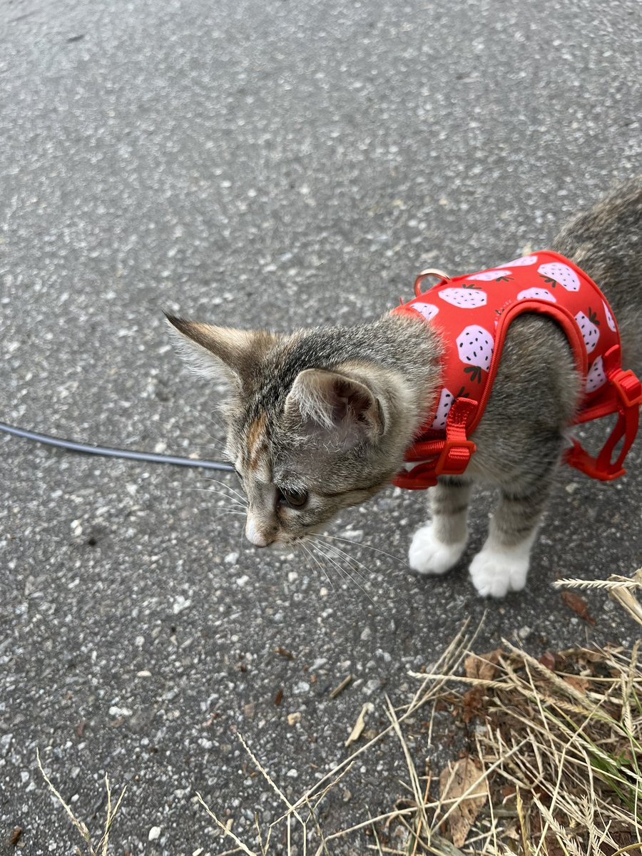 agileyvonne's tweet photo. Today I present to you #adventurekitty https://t.co/GERX3lzxjJ