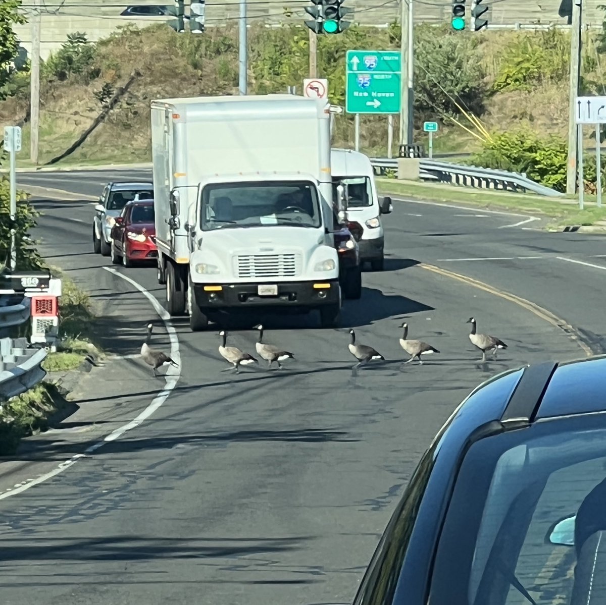 KGuti31's tweet photo. @ElvisDuranShow @KC1013 Speaking of geese 🤣 https://t.co/CbUfG4UF2s