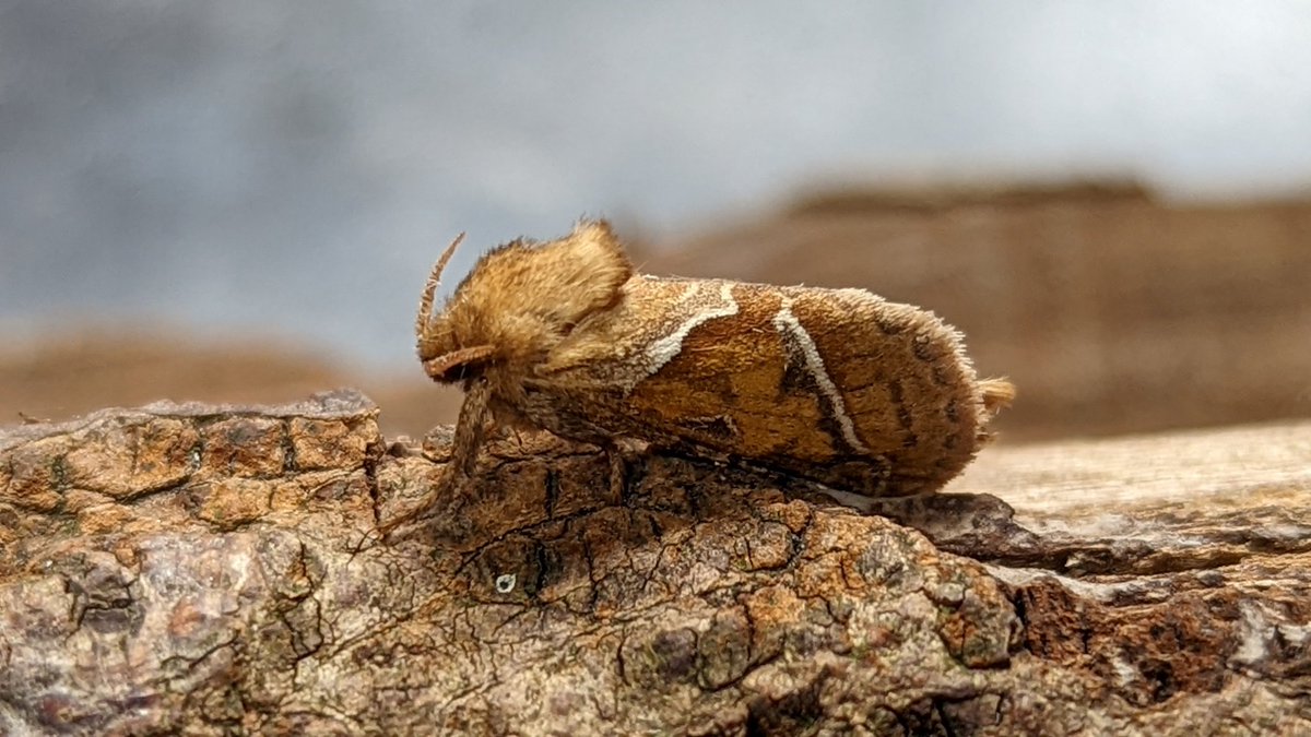 BirdBeards's tweet photo. These 4 New For Garden #moths came to the first MV for a month: Orange Swift, Flounced Rustic, Yellow Shell & White-point. Very nice too.#teammoth #moffs #Norwich #nature https://t.co/St54xvlVhn