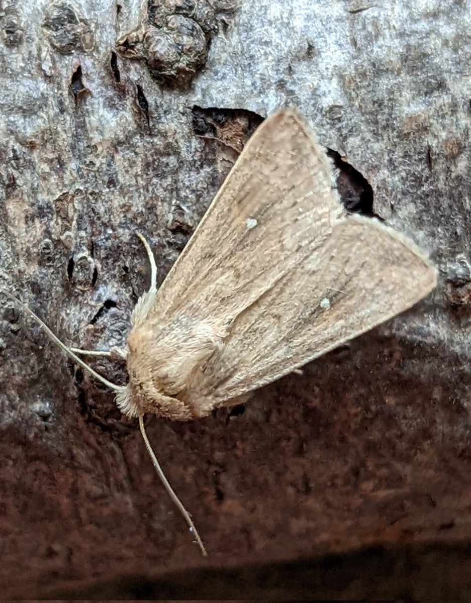 BirdBeards's tweet photo. These 4 New For Garden #moths came to the first MV for a month: Orange Swift, Flounced Rustic, Yellow Shell & White-point. Very nice too.#teammoth #moffs #Norwich #nature https://t.co/St54xvlVhn