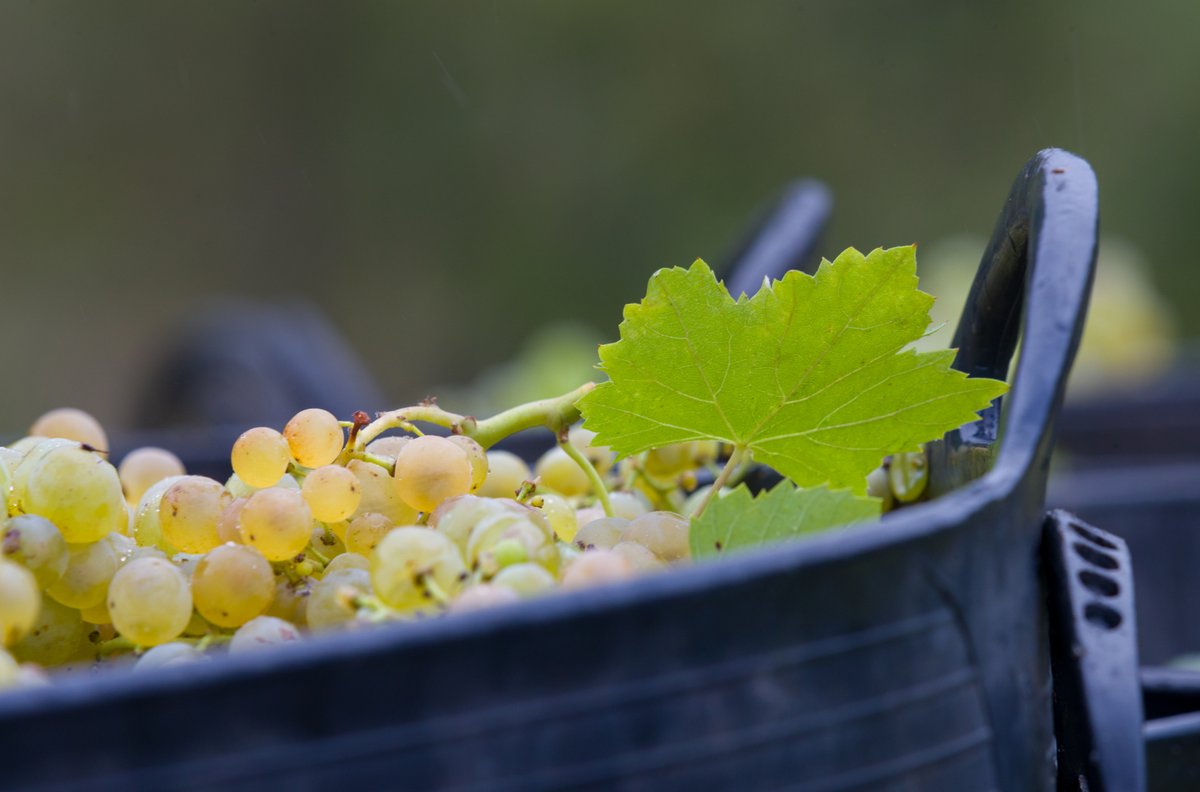 doqpriorat's tweet photo. 🍇 Comença la verema a la DOQ Priorat, condicionada per les altes temperatures i la irregularitat de les pluges.
Més ℹ https://t.co/uxxEaErrdS
Amb la col·laboració 👇
@costadauradatur 
@terresebretur 
@Dipta_cat 
#DOQPriorat #DOCaPriorat  #AuladeFormacioDOQPriorat #Priorat https://t.co/twwHJk5GiR