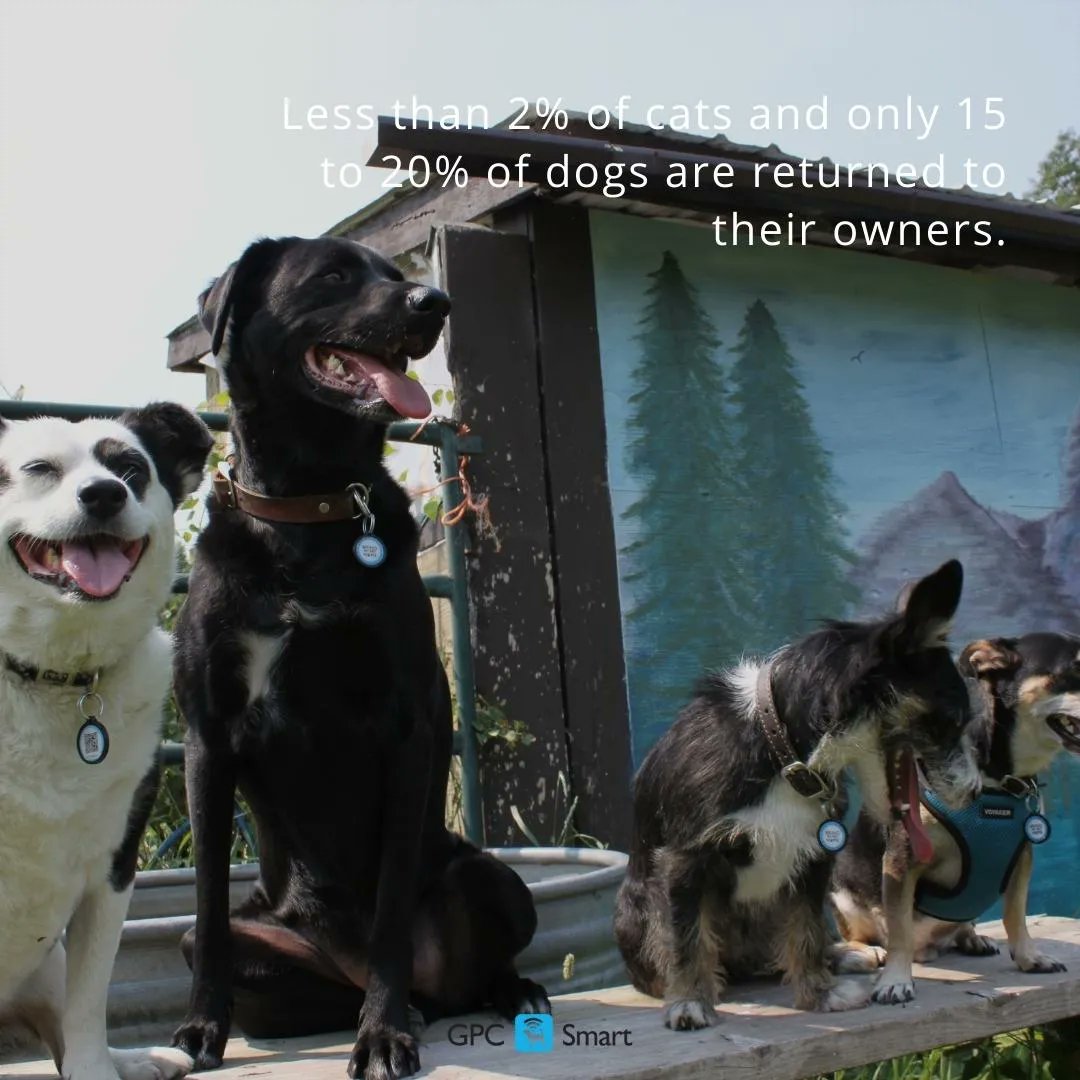 gpc_smart's tweet photo. Nothing is better than the bond you have with your animals. While the statistics are low when it comes to reunification, those can be greatly increased when your pet is wearing a visible form of pet id. https://t.co/fBiThgcurc