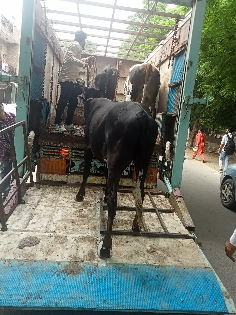 ddvsrohini's tweet photo. @dcrohinizone @MCD_Delhi @Anitave21022627 @AvtarSi62019107 Raid was conducted in Sector-8 and Sector-9 Rohini during which six cattle were impounded by Veterinary Services Department on 23.08.2022. Action will be taken in future also. Photographs attached. https://t.co/KvV0euNsMh