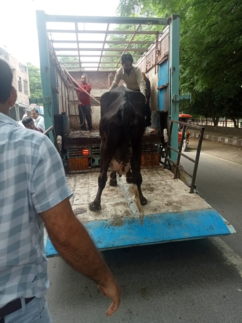 ddvsrohini's tweet photo. @dcrohinizone @MCD_Delhi @Anitave21022627 @AvtarSi62019107 Raid was conducted in Sector-8 and Sector-9 Rohini during which six cattle were impounded by Veterinary Services Department on 23.08.2022. Action will be taken in future also. Photographs attached. https://t.co/KvV0euNsMh