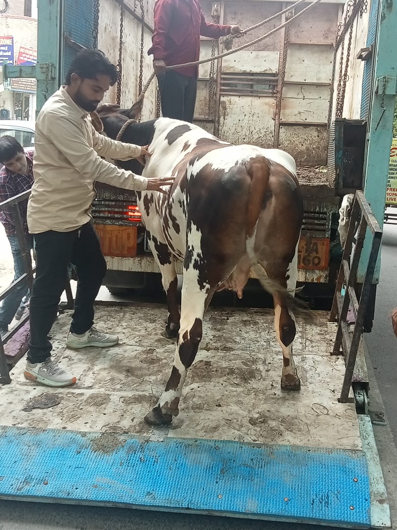 ddvsrohini's tweet photo. @dcrohinizone @MCD_Delhi @Anitave21022627 @AvtarSi62019107 Raid was conducted in Sector-8 and Sector-9 Rohini during which six cattle were impounded by Veterinary Services Department on 23.08.2022. Action will be taken in future also. Photographs attached. https://t.co/KvV0euNsMh