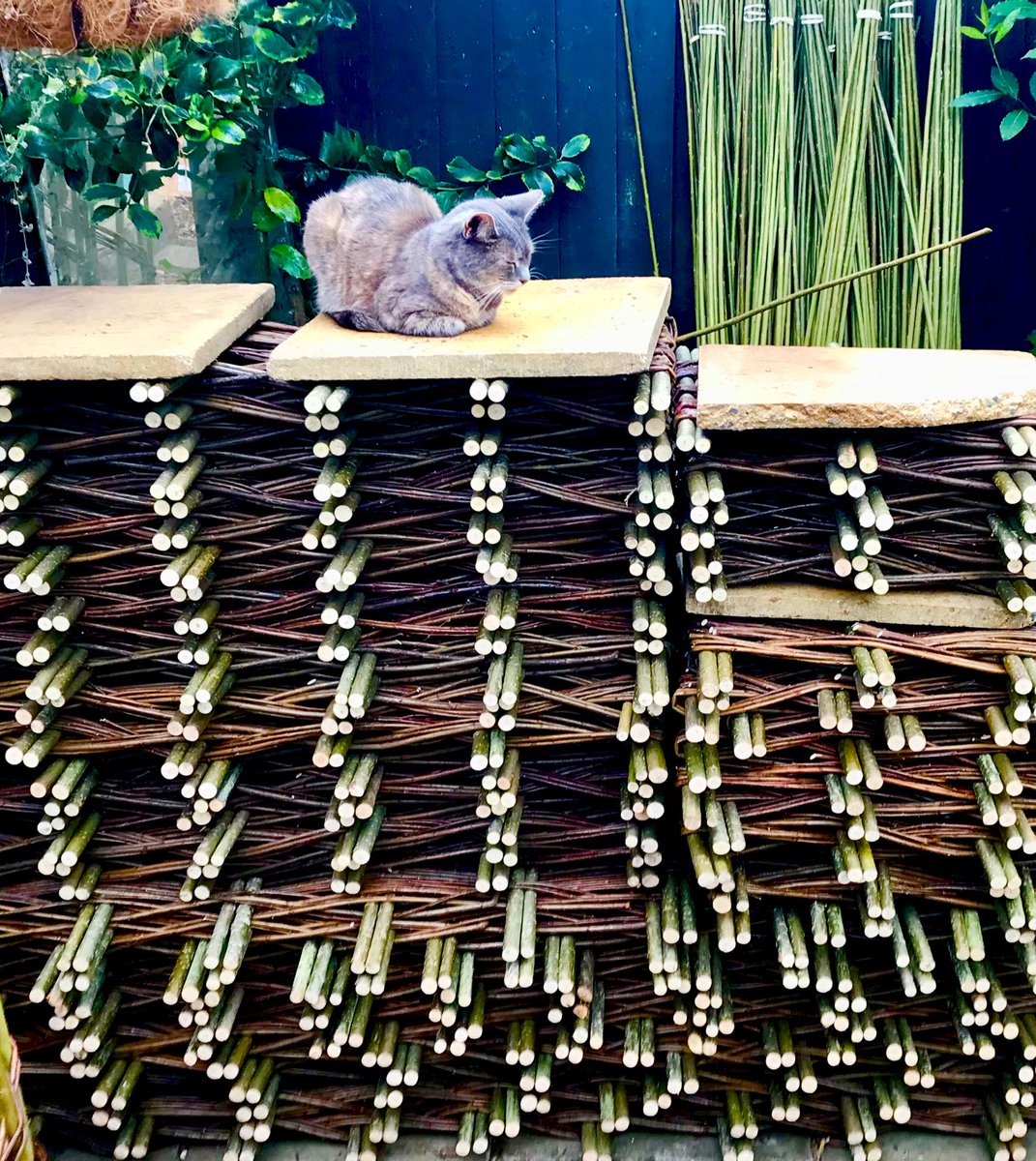 Just another manic week in the workshop with a little help from Silvia😀.  81m of <a href="/OnlyBespokeUK/">Only Bespoke</a> #willow planters, 3 #fencing panels + obelisks all ‘UK5 Org’ by <a href="/SoilAssociation/">Soil Association</a> #gardening  Planters from £55.00 plus delivery. Woven in our workshop <a href="/MiltonKeynes_MK/">Milton Keynes City</a> Village.