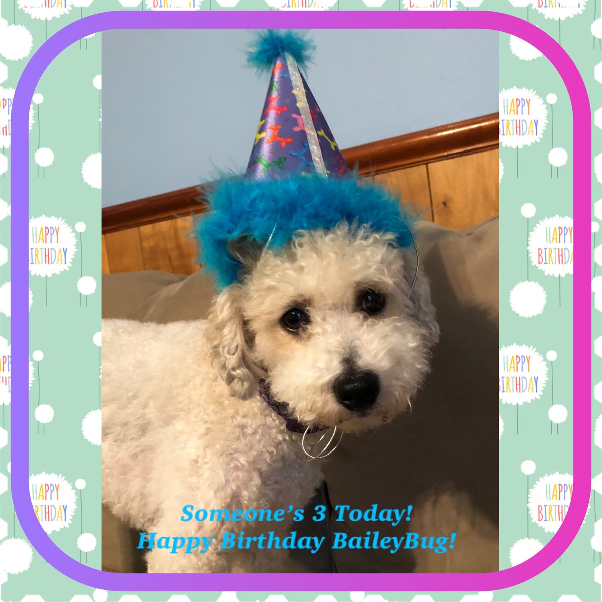 habpc2001's tweet photo. HBD to the Bug in my life! The BIG 0-3 today! #baileybug #puppybirthday #yesimadeherwearthehat #lifeofapoodle #mygirl 🐩🎂🥳🎉🎈🎊💙💜 https://t.co/cKWfiXBsED