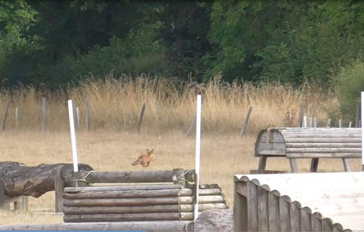 Dorset Monitor on Twitter "At 7.0 yesterday the Portman hunt were seen