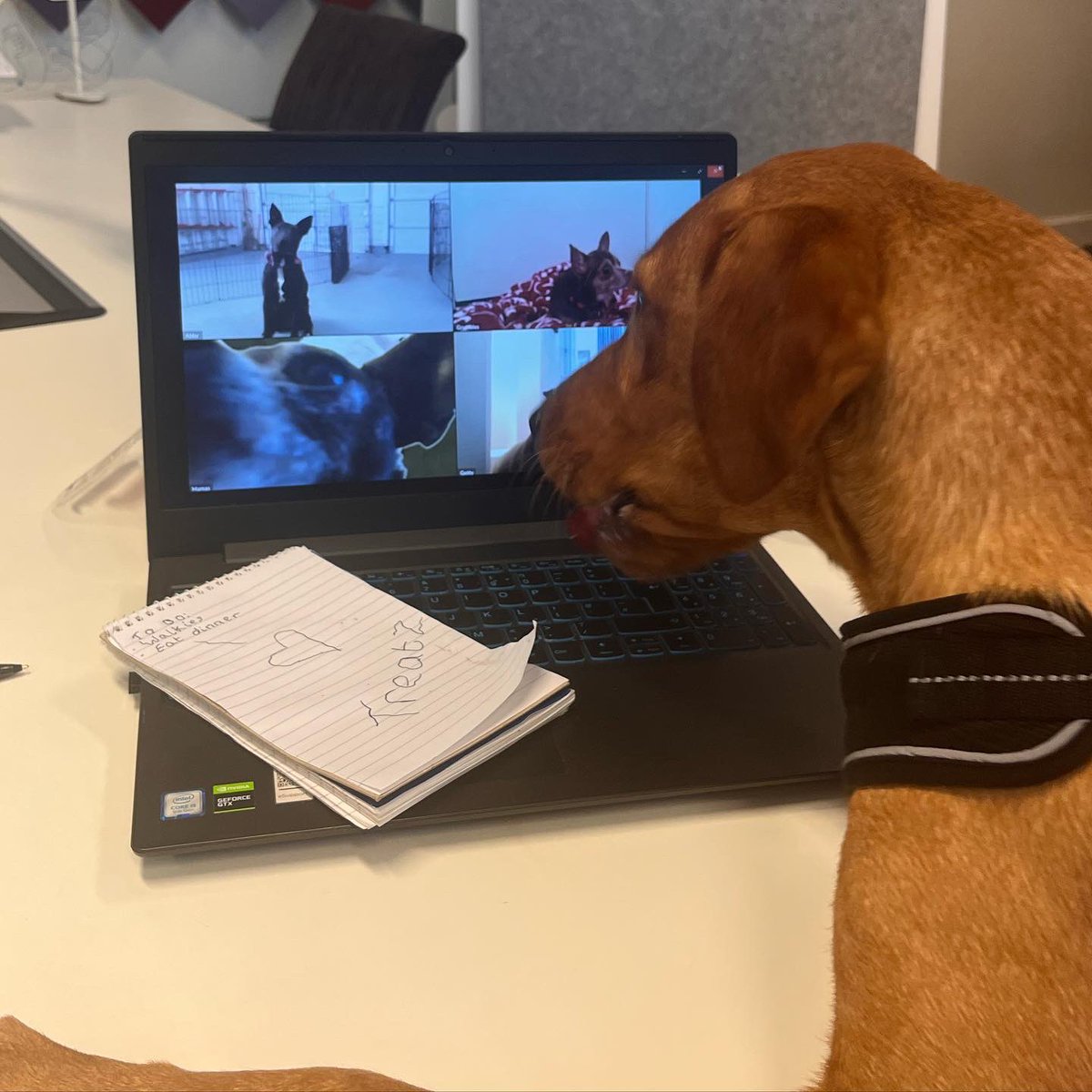 Marlow’s had a busy week! 

He’s mastered teams so if you fancy a call let us know! 

#dogsoftwitter #officedog #teams