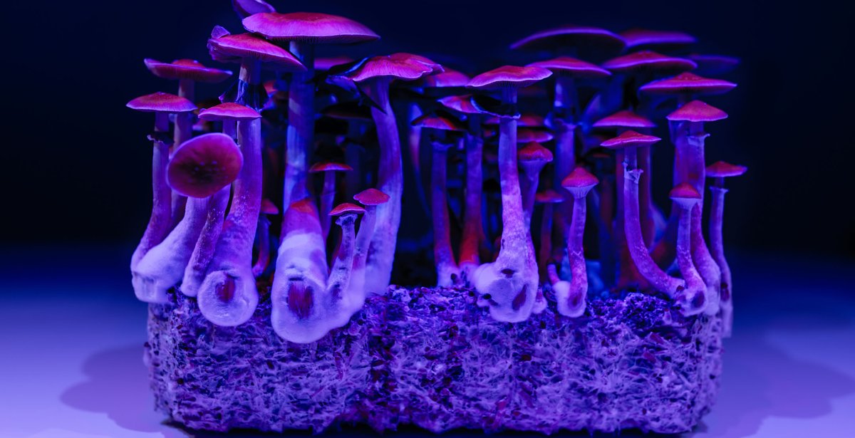 Medscape's tweet photo. Potential for a "real breakthrough" 🍄 #psilocybin paired with psychotherapy is associated with a robust and sustained decrease in drinking among adults with alcohol use disorder, new research suggests. https://t.co/k43RatUu8b #AUD #MagicMushroom https://t.co/2c28I4GExR