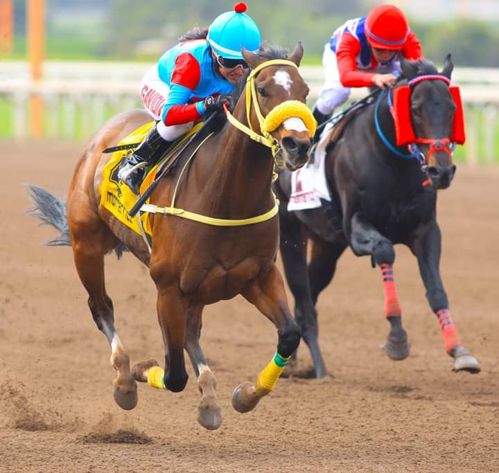 Nrociogavidiah's tweet photo. La Sublime x2 🏇 Una victoria más gracias a Dios y a todo el equipo del Stud Mercurio. 🙏 😊 https://t.co/ZrYpYdIKF7