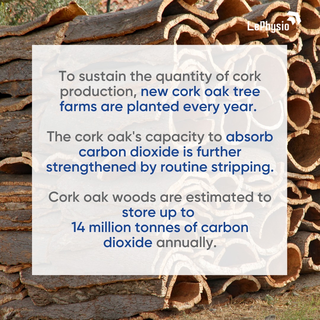 LePhysiohealth's tweet image. Did you realize that cork contributes to environmental #sustainability in such wonderful ways? 

An excellent approach to preserving nature by use of #cork, as it keeps our #planetclean!

#SaveSoil #Reuse #Recycle