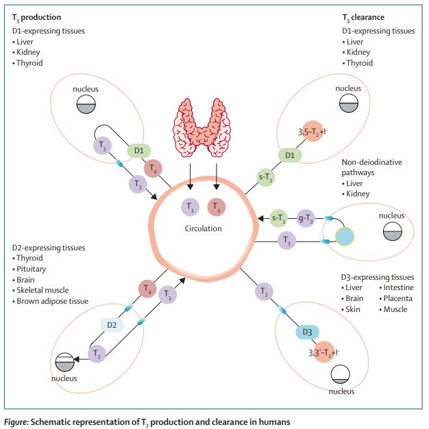 Wellzio's tweet photo. The relevance of T3 in the management of #hypothyroidism https://t.co/ozF07jZzMS 
#thyroid #liothyronine #levothyroxine https://t.co/QIo2ay9IFs