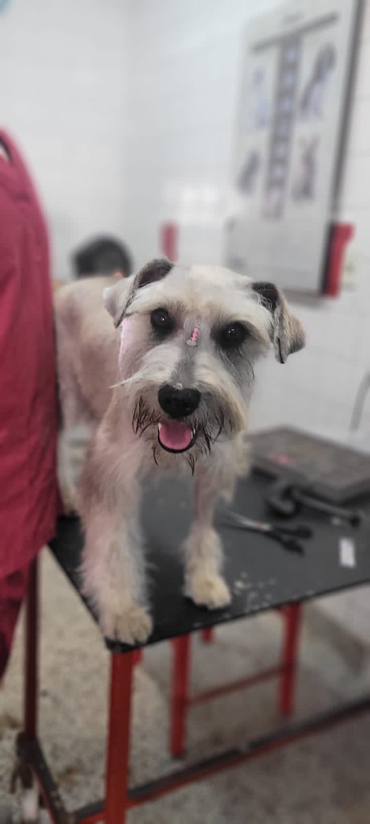 aannittt's tweet photo. Hola 🐶 BUSCO HOGAR 🏠💜 Soy una Schnauzer y tengo una herida que necesita cuidado y mediación 🩹 Me van a cubrir todos los gastos para el tratamiento! Solo necesito una familia que quiera adoptarme y darme amor 🫶🏽🥺 RT favor difundir! https://t.co/EErkFCtmsD