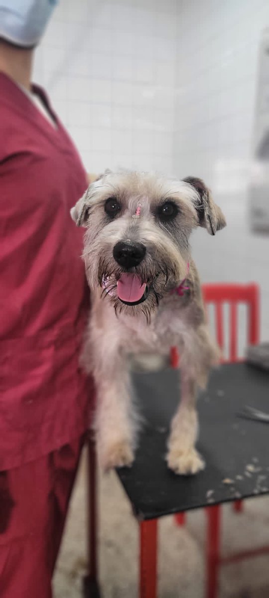 aannittt's tweet photo. Hola 🐶 BUSCO HOGAR 🏠💜 Soy una Schnauzer y tengo una herida que necesita cuidado y mediación 🩹 Me van a cubrir todos los gastos para el tratamiento! Solo necesito una familia que quiera adoptarme y darme amor 🫶🏽🥺 RT favor difundir! https://t.co/EErkFCtmsD