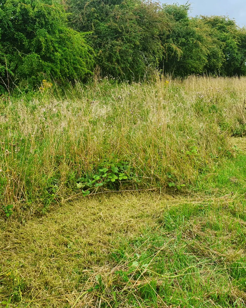 This week we've been improving the habitat at Dee Park for reptiles 🦎🐍
Our regular volunteers from <a href="/FLVCFlintshire/">Flintshire Local Voluntary Council</a> came and helped us build a log pile for reptile basking &amp; invertebrates 
#deepark #deeparkcommunitywoodland
#conservation #heritagelotteryfund #shotton