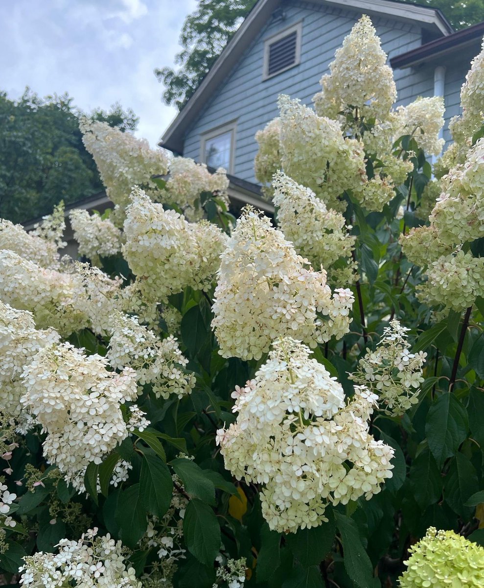 BartlettArbor's tweet photo. 😍 Have you seen this gorgeous hydrangea bush next to the Homestead building? 

#hydrangeas #bartlettarboretumandgardens #stamfordct #summerblooms #whitehydrangeas #stamfordlocal #203local #naturelover #plantlover #getoutside #summertime https://t.co/oQCTrjw1lc