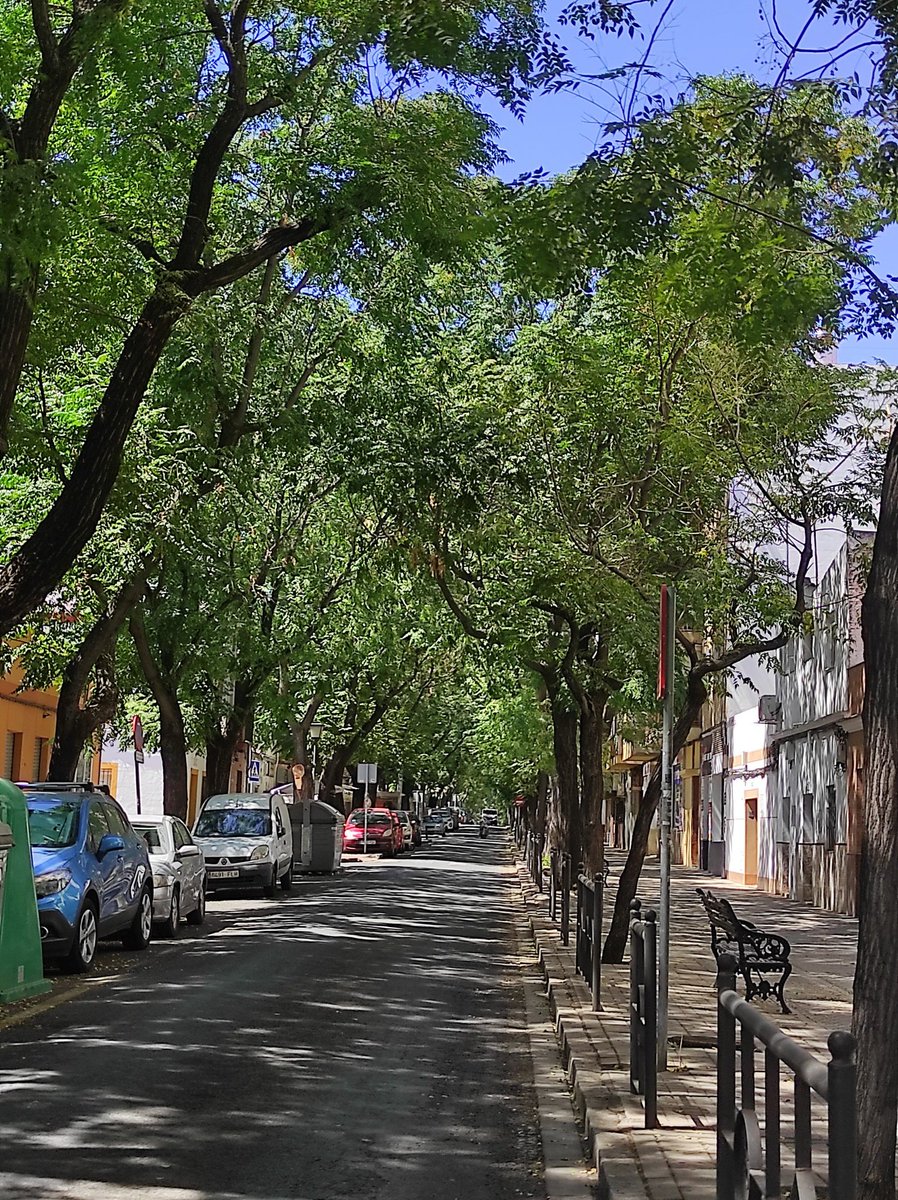 JavierSpike's tweet photo. Ojalá todas las calles de Sevilla como Afán de Ribera 🌳 https://t.co/PHD3r2FHBt