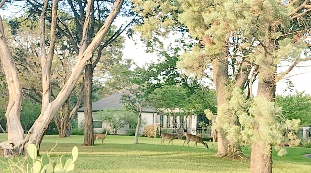 Summer vacay🙂. Can u spot the deer?? #DudeAlien