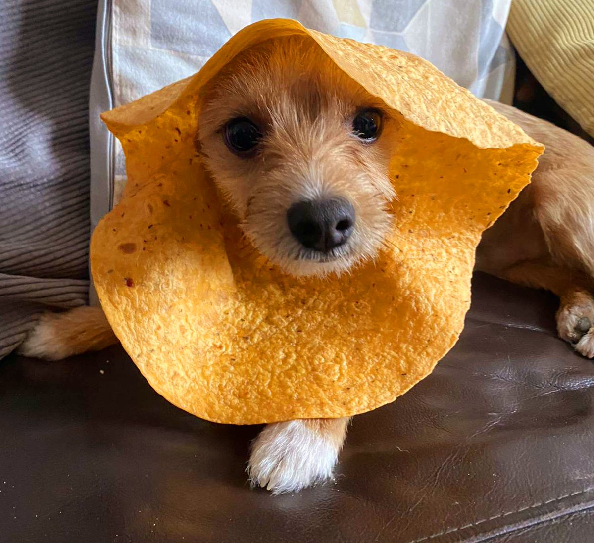 Simpli Baked tweet media