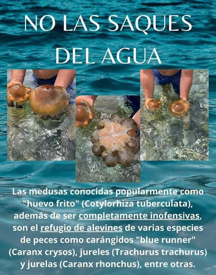 ceco_ual's tweet photo. No las saques del agua #medusas https://t.co/yJccdXlPCP