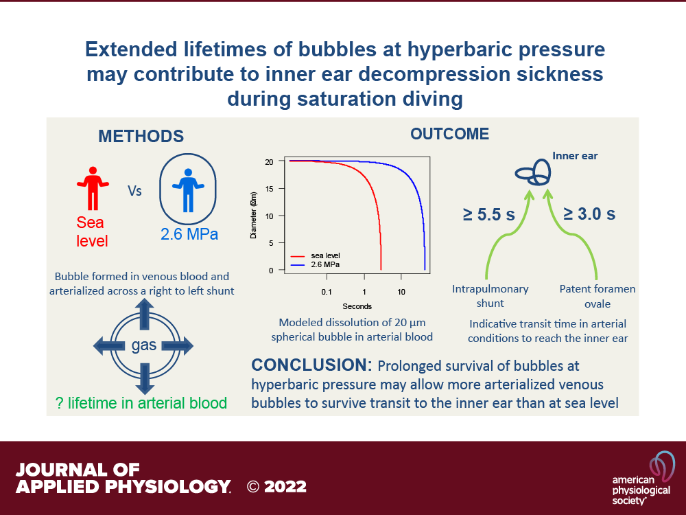 APSPublications's tweet photo. Extended lifetimes of bubbles at #hyperbaric pressure may contribute to inner ear decompression sickness during saturation diving (Doolette and Mitchell @AucklandUni) - new in @japplphysiol
https://t.co/KieL6hyAsh
#innerear #IEDCS #diving https://t.co/rpwbD6JRaK