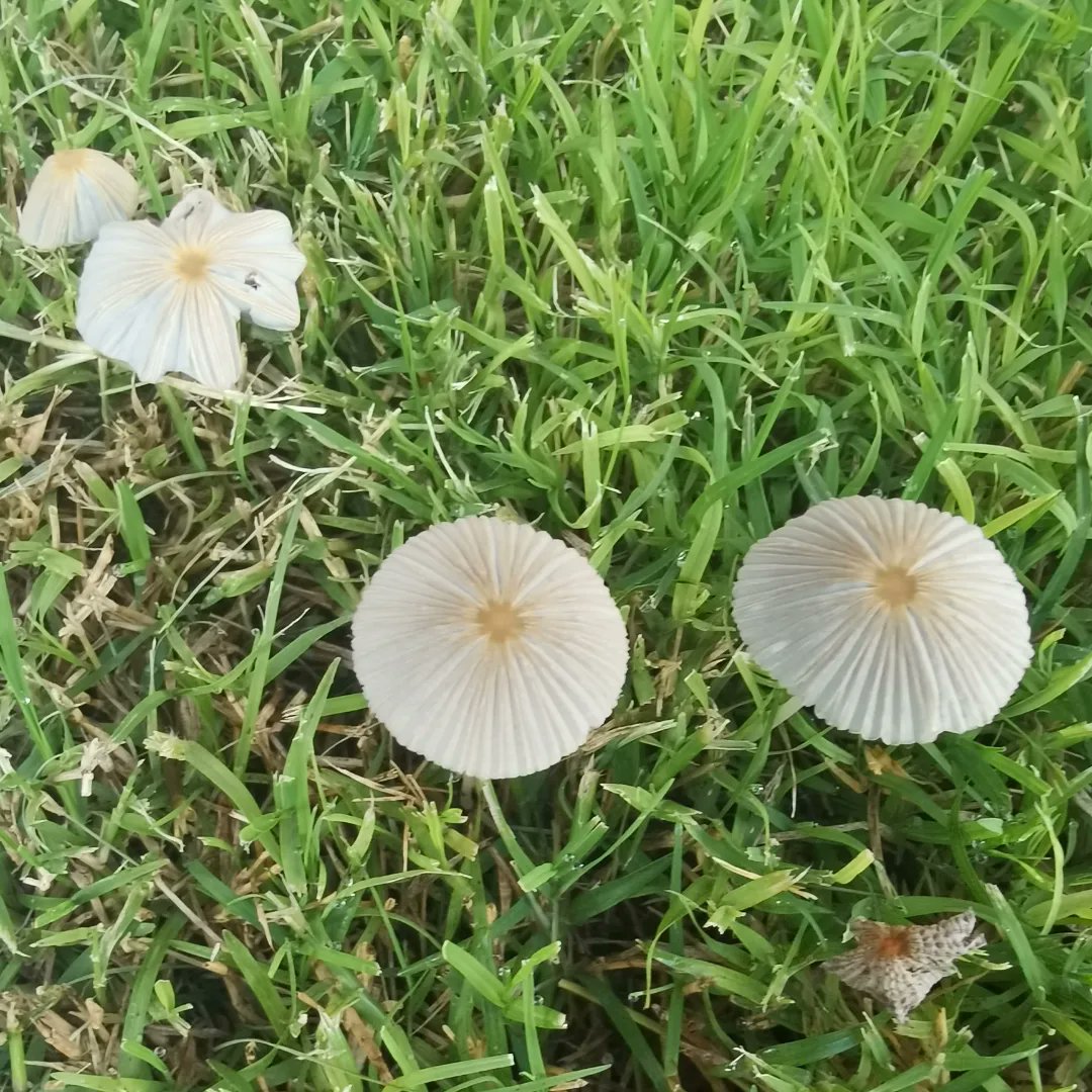 roderick_soy's tweet photo. Y si los tocas te dejan los dedos color negro 🖤 y me alegraron el día 😁😁😁
#hongos #fongus #fungi #mundodeloshongos #fungiworld #ñoño #happyday #champiñones #hongosdelatintadelashadas https://t.co/hQZWjoPfcO