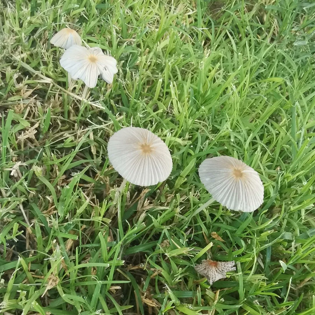 roderick_soy's tweet photo. Y si los tocas te dejan los dedos color negro 🖤 y me alegraron el día 😁😁😁
#hongos #fongus #fungi #mundodeloshongos #fungiworld #ñoño #happyday #champiñones #hongosdelatintadelashadas https://t.co/hQZWjoPfcO