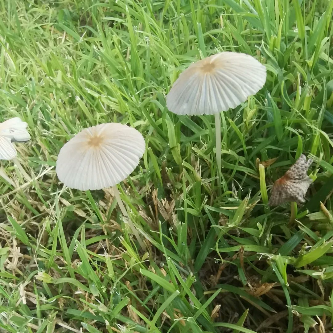 roderick_soy's tweet photo. Y si los tocas te dejan los dedos color negro 🖤 y me alegraron el día 😁😁😁
#hongos #fongus #fungi #mundodeloshongos #fungiworld #ñoño #happyday #champiñones #hongosdelatintadelashadas https://t.co/hQZWjoPfcO