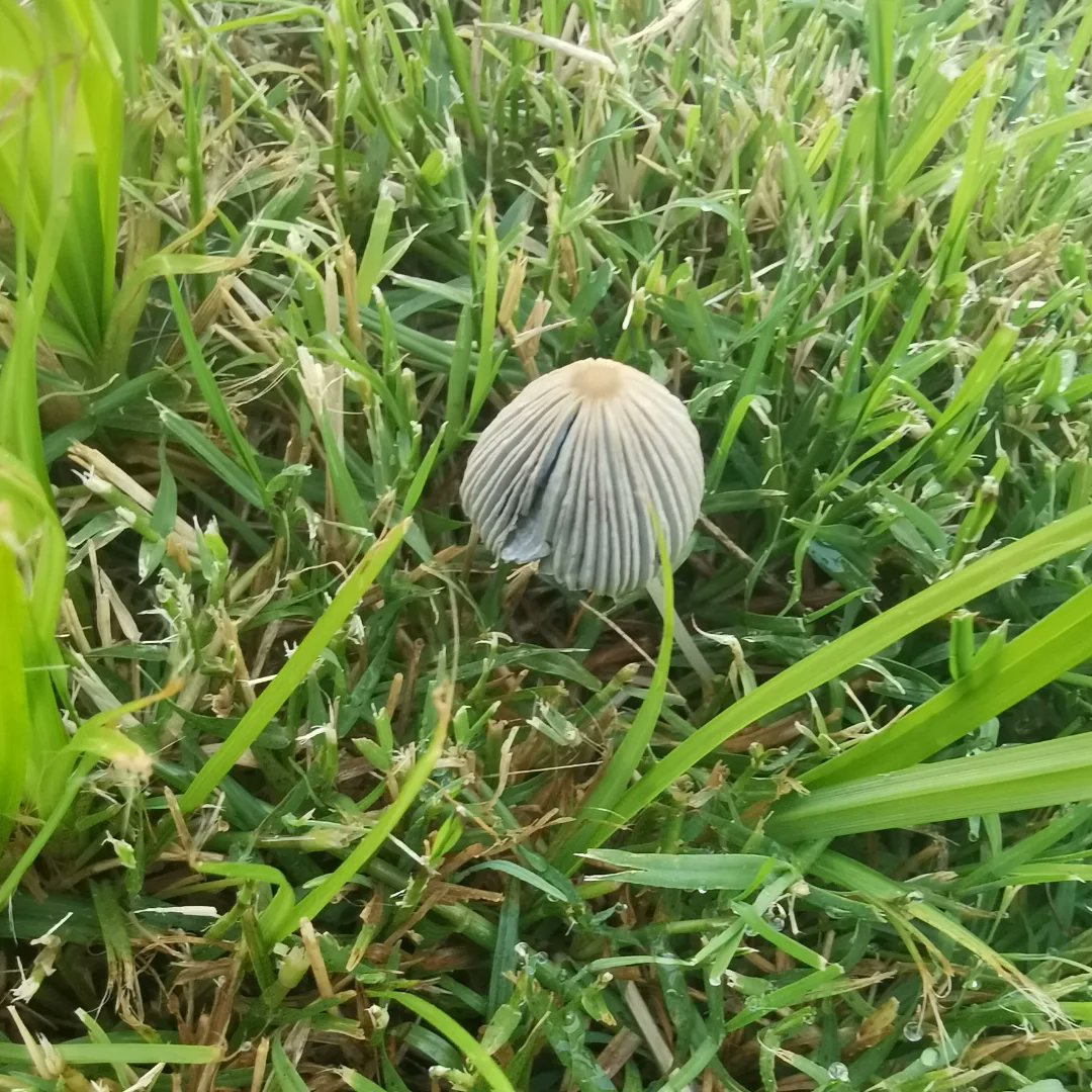 roderick_soy's tweet photo. Y si los tocas te dejan los dedos color negro 🖤 y me alegraron el día 😁😁😁
#hongos #fongus #fungi #mundodeloshongos #fungiworld #ñoño #happyday #champiñones #hongosdelatintadelashadas https://t.co/hQZWjoPfcO