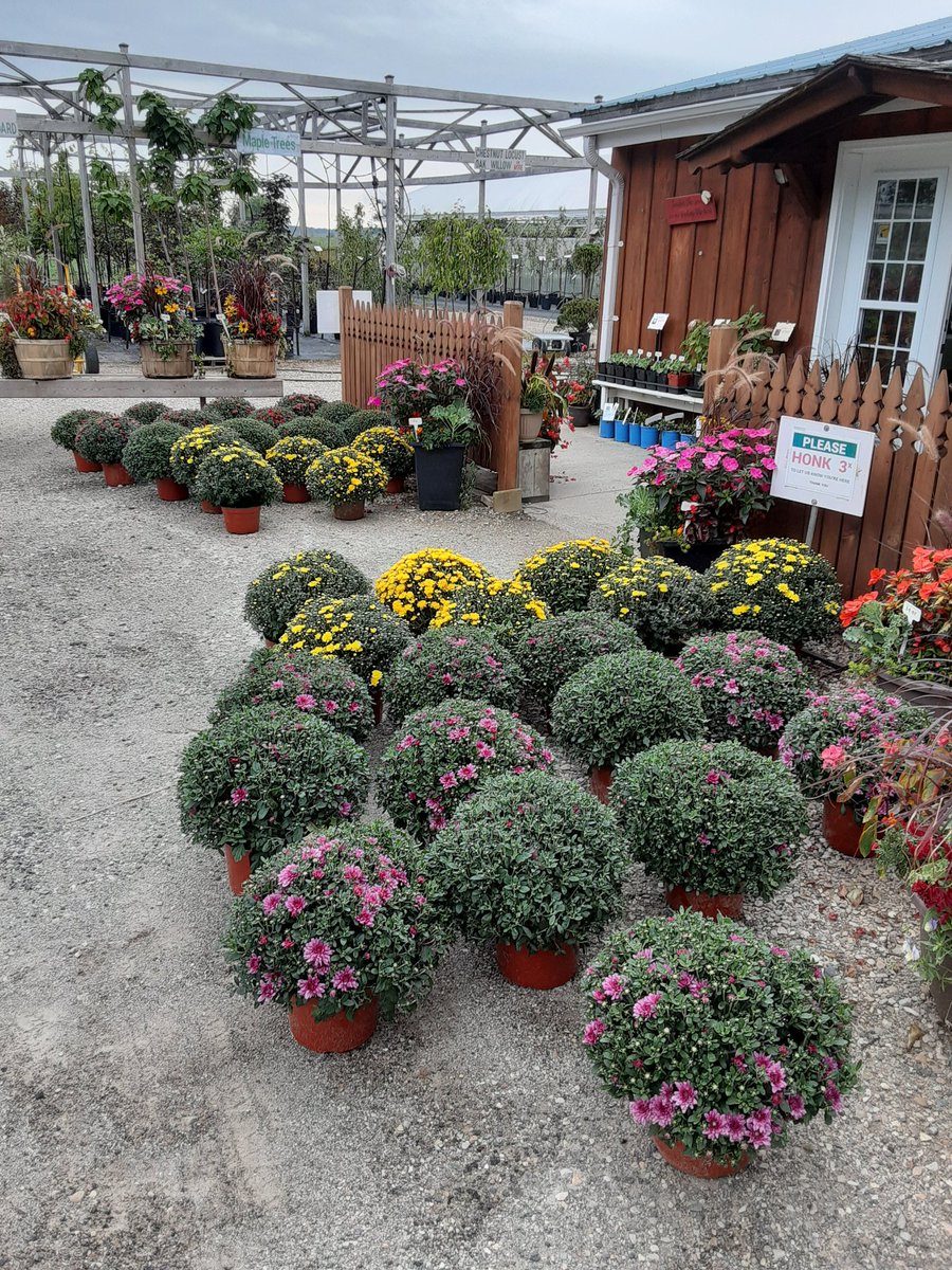 🎉 Fall mums are in !!!

#Falliscoming🍂 
#fallmums 
#chrysanthemum 
#arthurgreenhouses
