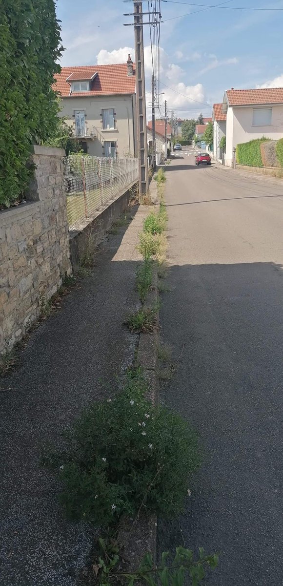 BesanconMaint1's tweet photo. 🔸Besançon Maintenant se désole de la gestion négligée de notre ville sous couvert de la biodiversité…
🔸Des trottoirs ne sont même plus accessibles par une personne à mobilité réduite.
⚠️ Il faut prévoir des bottes pour se
promener..
#Besançon https://t.co/FnUyXF5g1O