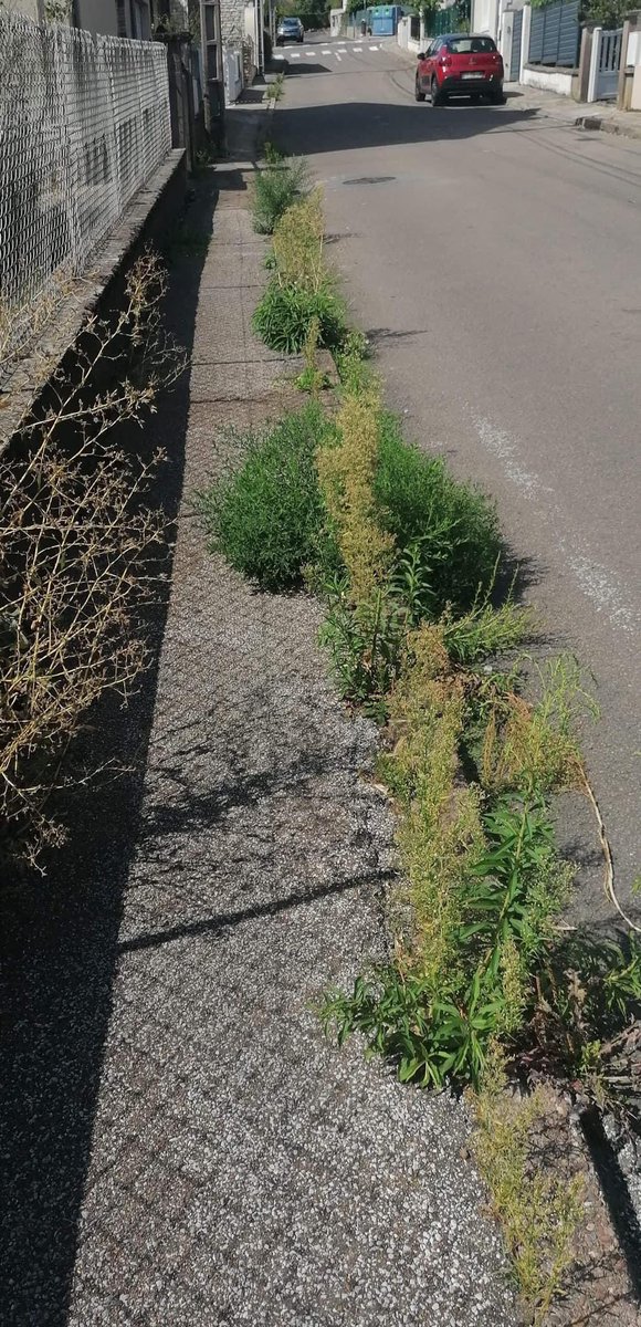 BesanconMaint1's tweet photo. 🔸Besançon Maintenant se désole de la gestion négligée de notre ville sous couvert de la biodiversité…
🔸Des trottoirs ne sont même plus accessibles par une personne à mobilité réduite.
⚠️ Il faut prévoir des bottes pour se
promener..
#Besançon https://t.co/FnUyXF5g1O