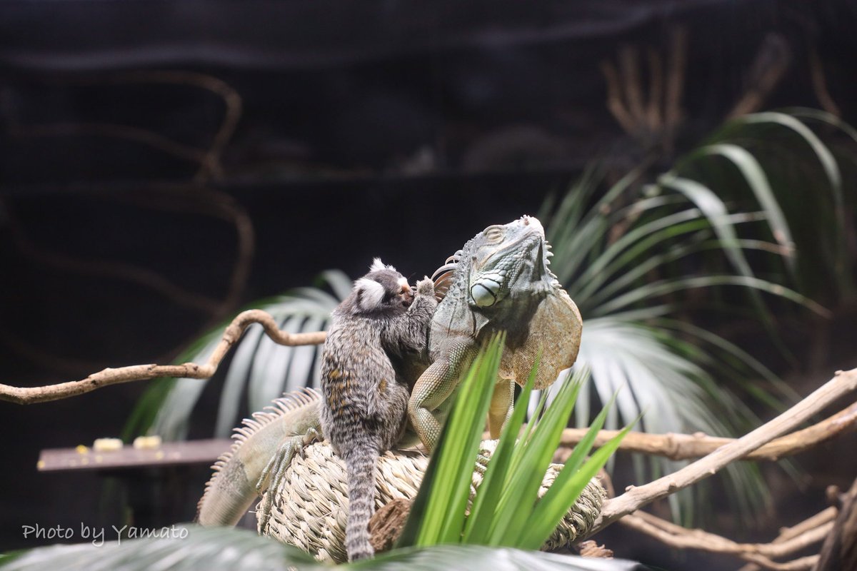 猿によるイグアナの毛繕い？ なぜか足を持ち上げて、バチン！とやる