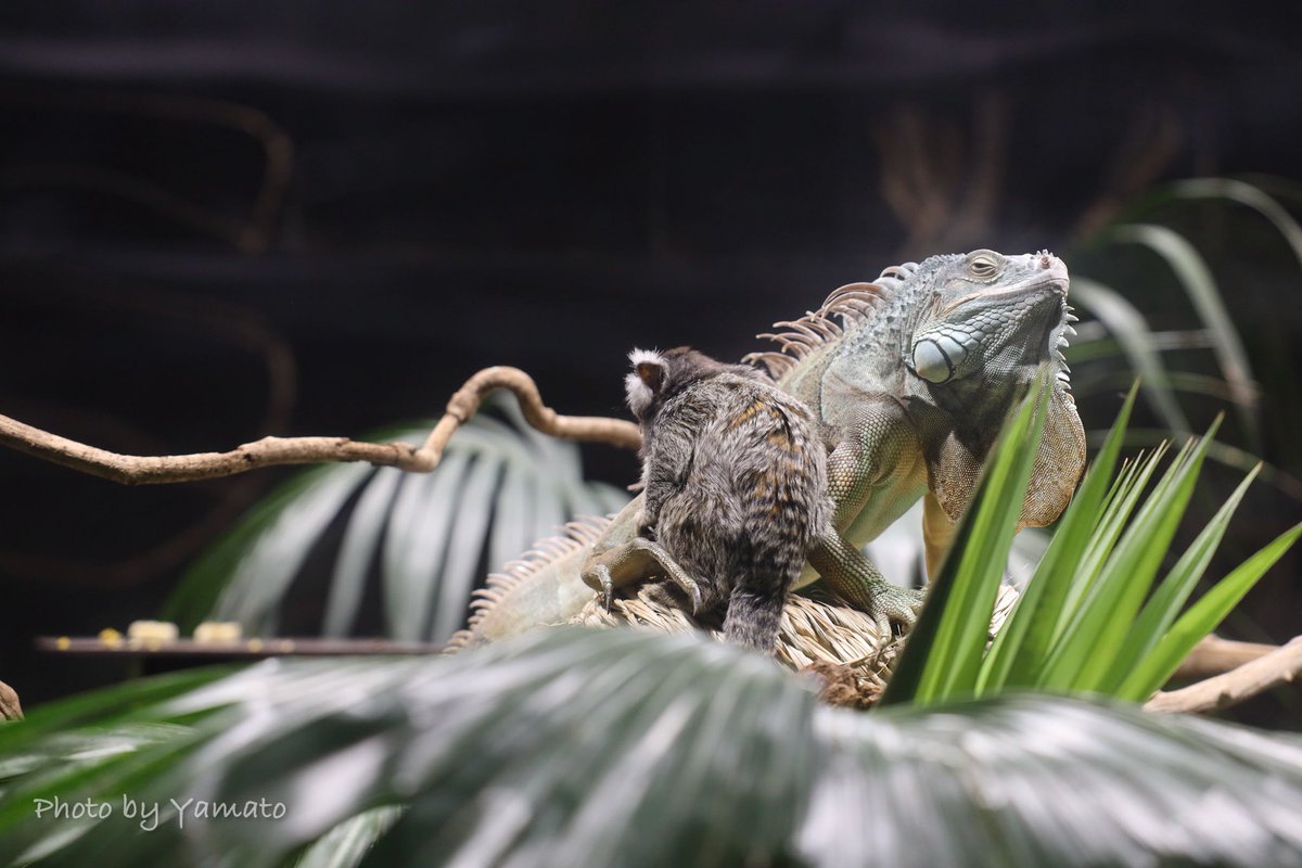 猿によるイグアナの毛繕い？ なぜか足を持ち上げて、バチン！とやる