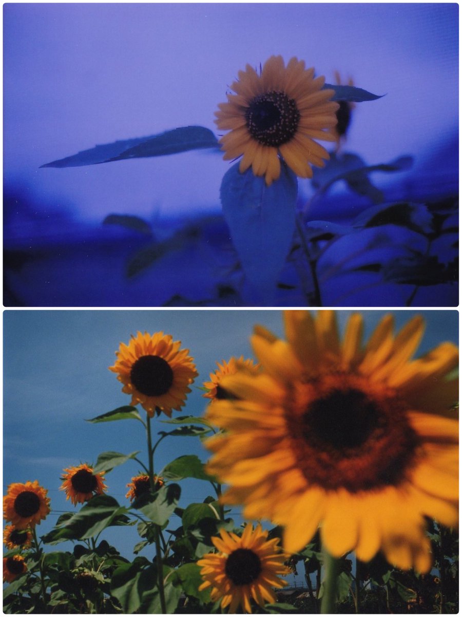 Inflower_NFT's tweet photo. 『sunflowers』
今年の夏も、あと少し。
Summer is almost over.
https://t.co/sVFHnsivDc
#NFT写真 #フィルムカメラ #キリトリセカイ #inflower https://t.co/f4Qvqj0QLZ