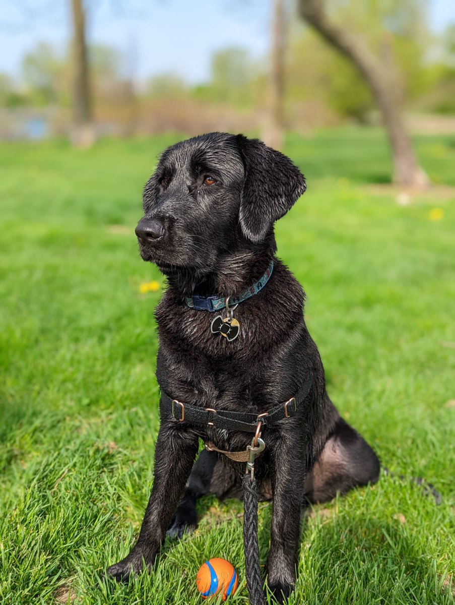levymclaughlin's tweet photo. @CBC Pepper has requested her photo be submitted, she wants to start her modelling career https://t.co/DiL2yVeZv1
