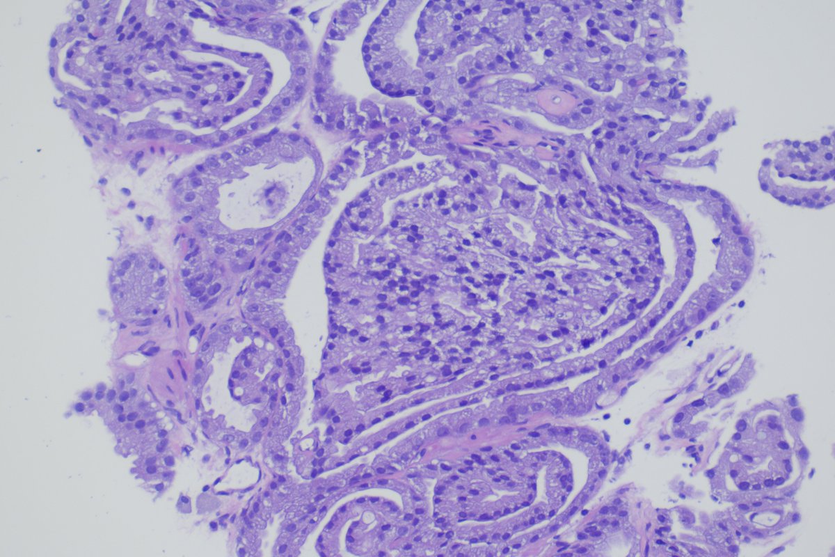 Pathologie_MedUniWien tweet media