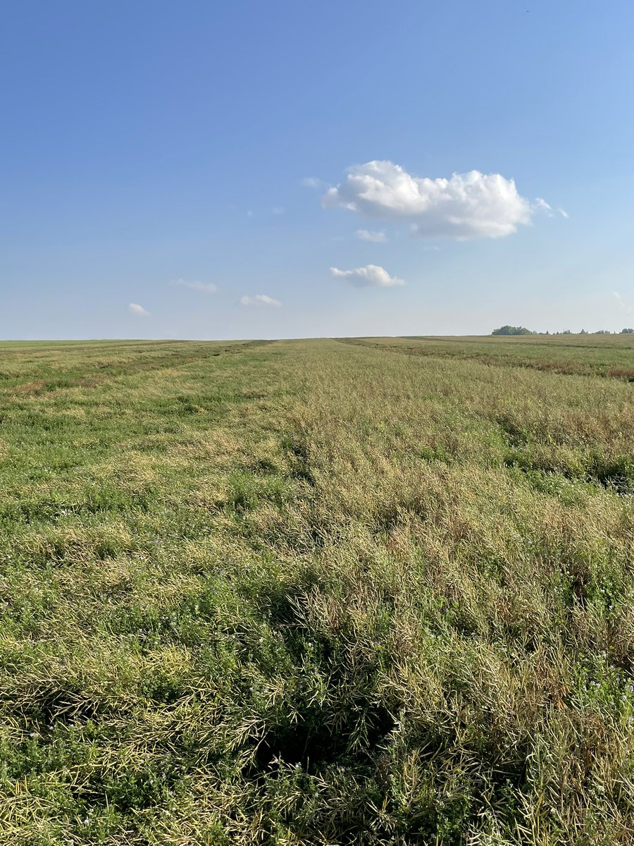 Cory Willness tweet media