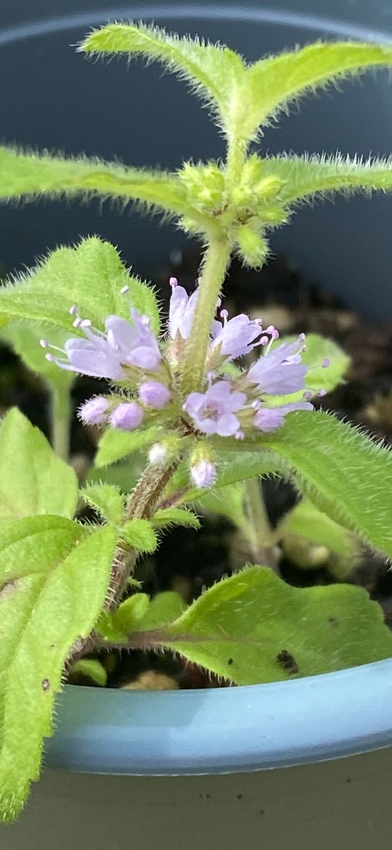 mint_aholic's tweet photo. Surprise surprise 😀

Mentha longifolia ‘Mount Teide’  in flower- head over to exciting https://t.co/iuqq7QwMDM for a plug plant.

#mentha https://t.co/POTTHc0qnD